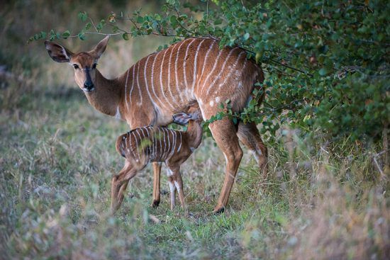 Nyala-Junges trinkt bei seiner Mutter