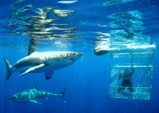 Dos tiburones nadando junto a una persona protegida tras una caja