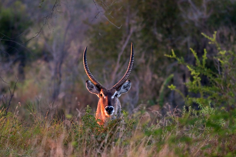 Waterbuck à espreita nos arredores de Umkumbe Safari Lodge