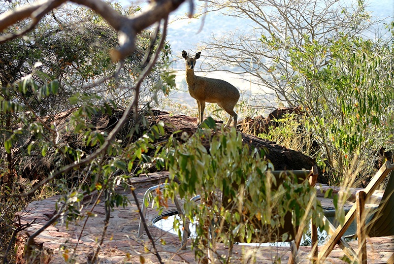 Klipspringer, Waterberg Plateu Lodge, África do Sul