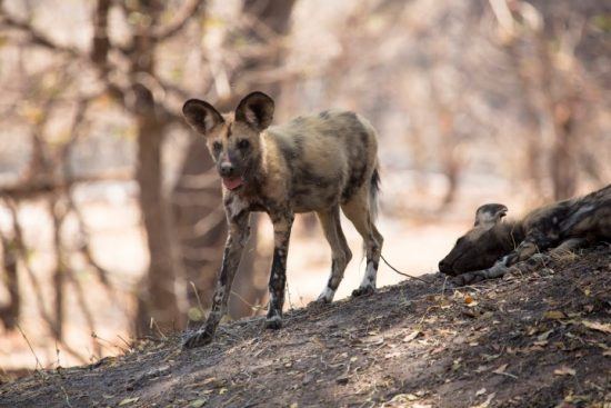 Ein Afrikanischer Wildhund im Schatten von Bäumen