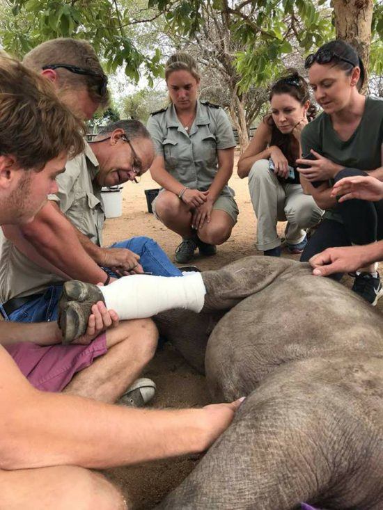 Hoedspruit Endangered Species Center est un centre de protection des animaux en Afrique du Sud.