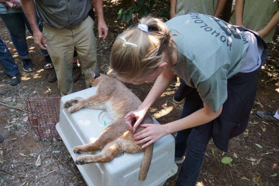 Les volontaires du centre de protection des animaux, Moholoholo, soignant un Caracal.