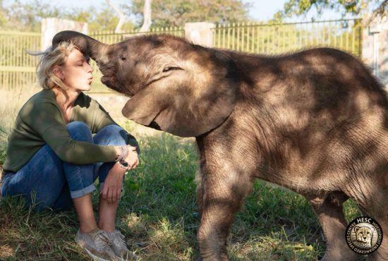 Une jeune femme et un éléphanteau dans le centre de protection animale Hoedspruit Endangered Species Centre.