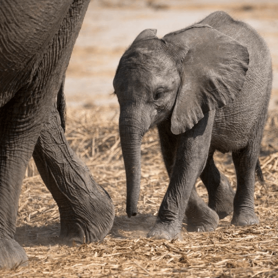 Ein kleiner Elefant folgt seiner Mutter