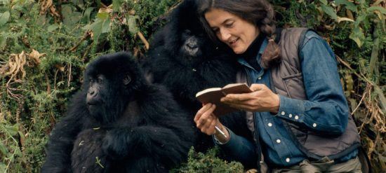 Dian Fossey compartiendo lecturas con los gorilas