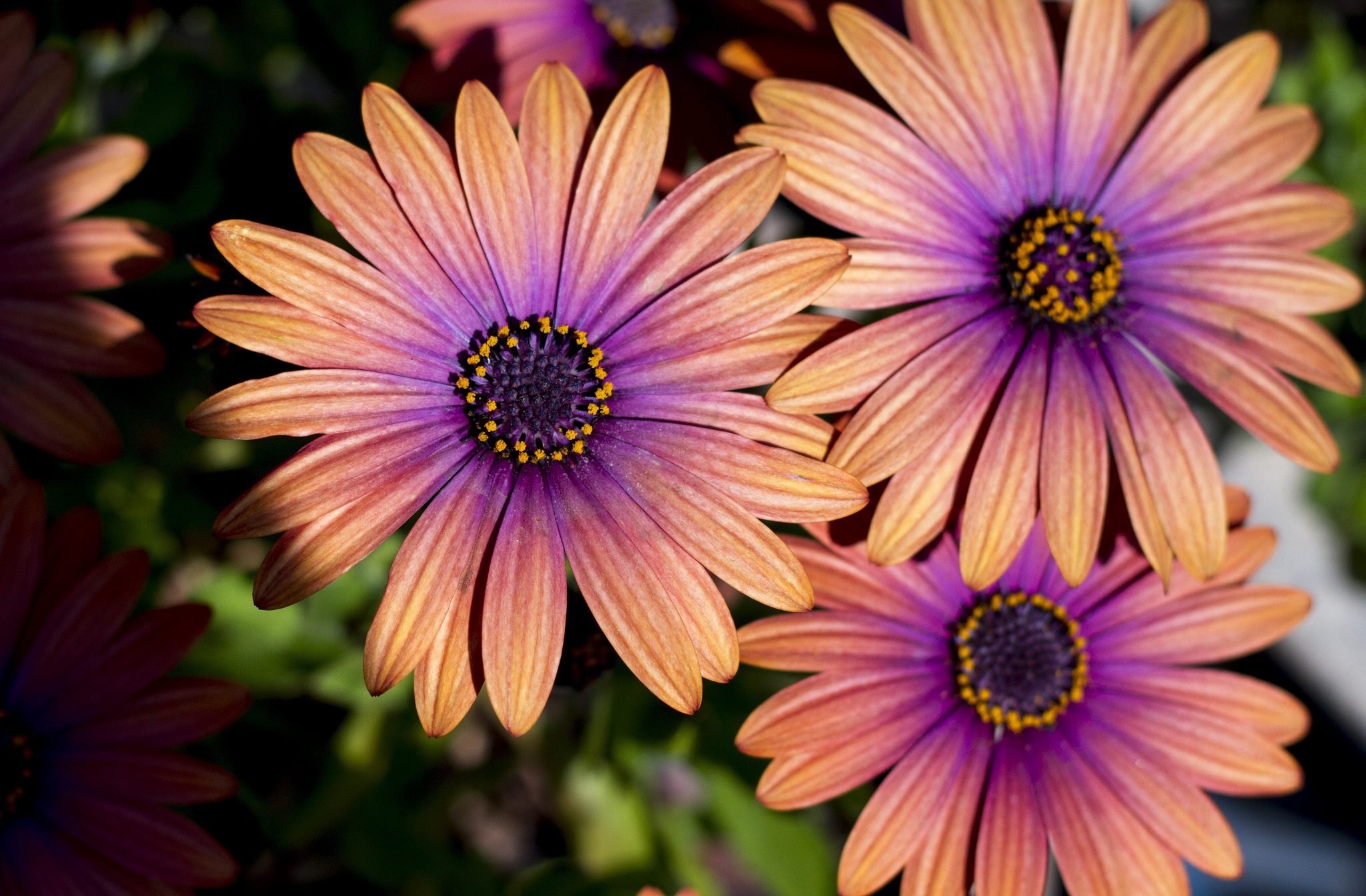 Wild flowers growing in the Cape