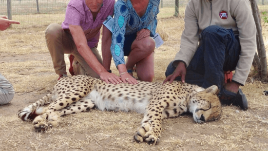 Couple de touristes carressant un guépard en captivité dans une ferme d'animaux d'Afrique du Sud