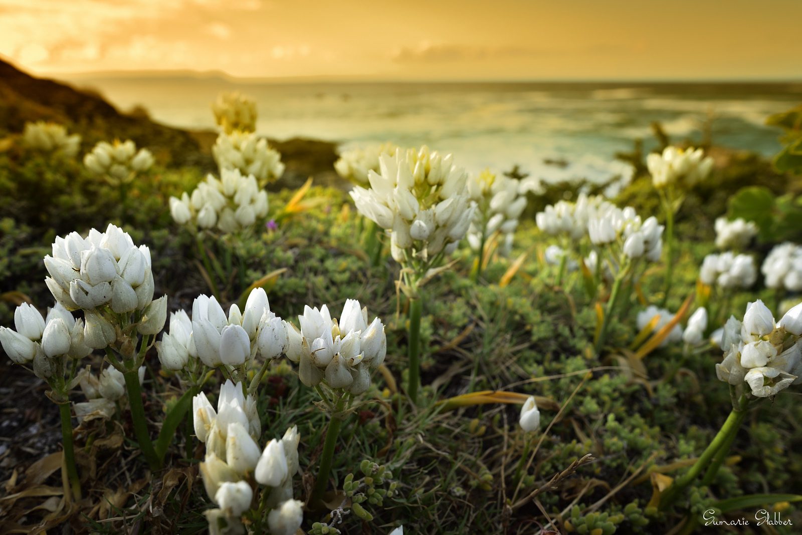 Wild flowers growing in the Cape