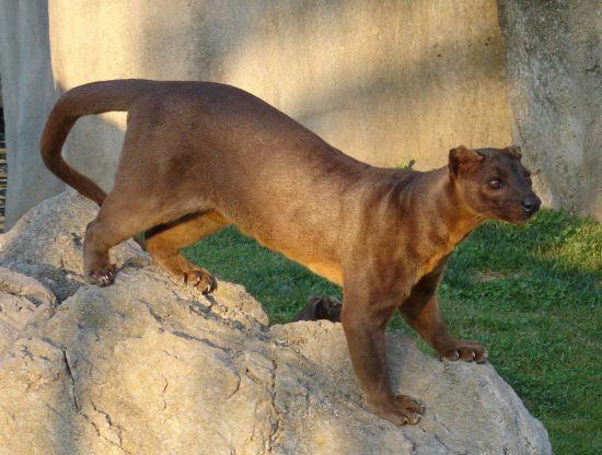 La fosa, un animal imposible de encontrar fuera de Madagascar