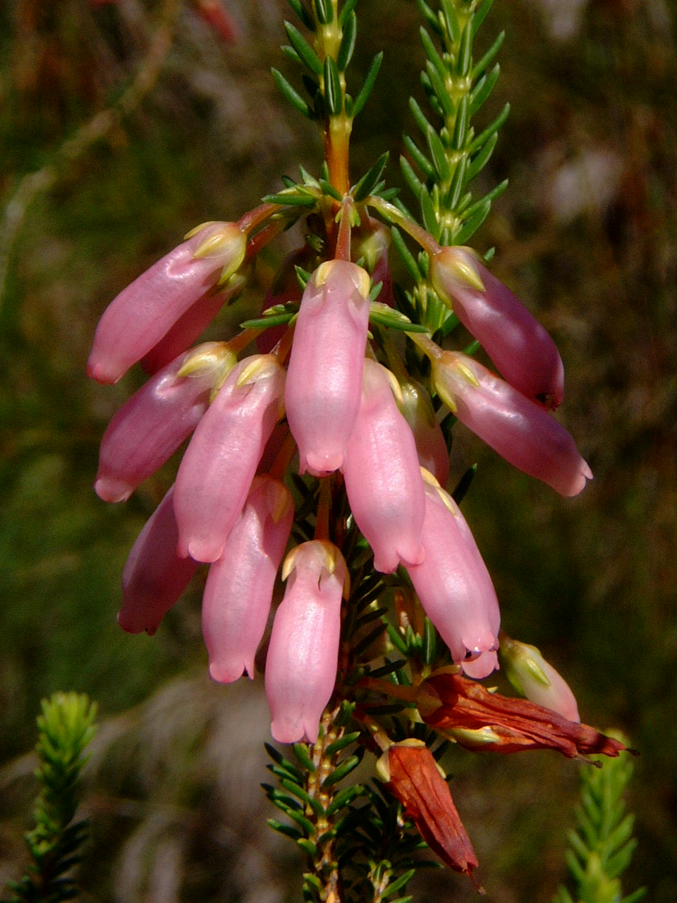 Wild flowers growing in the Cape