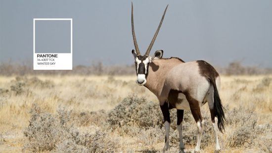 Etosha Pantone série et un oryx sur fond de ciel bleu