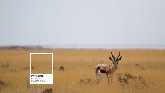 Etosha Pantone série et un springbock sur fond de savane dorée