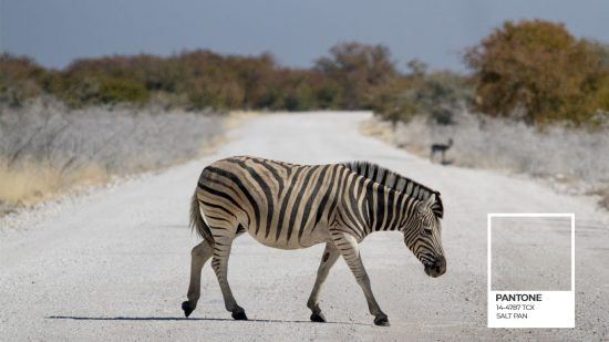 Etosha Pantone série et un zèbre traversa,t une route de sel blanc