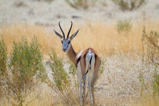 Safari à Etosha et Springbock dans la savane dorée.