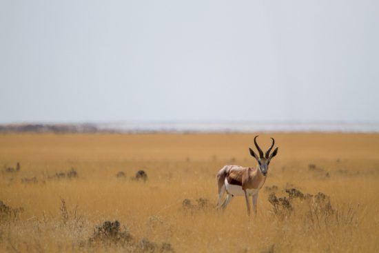 Springbock croisée lors d'un safari à Etosha en Namibie.