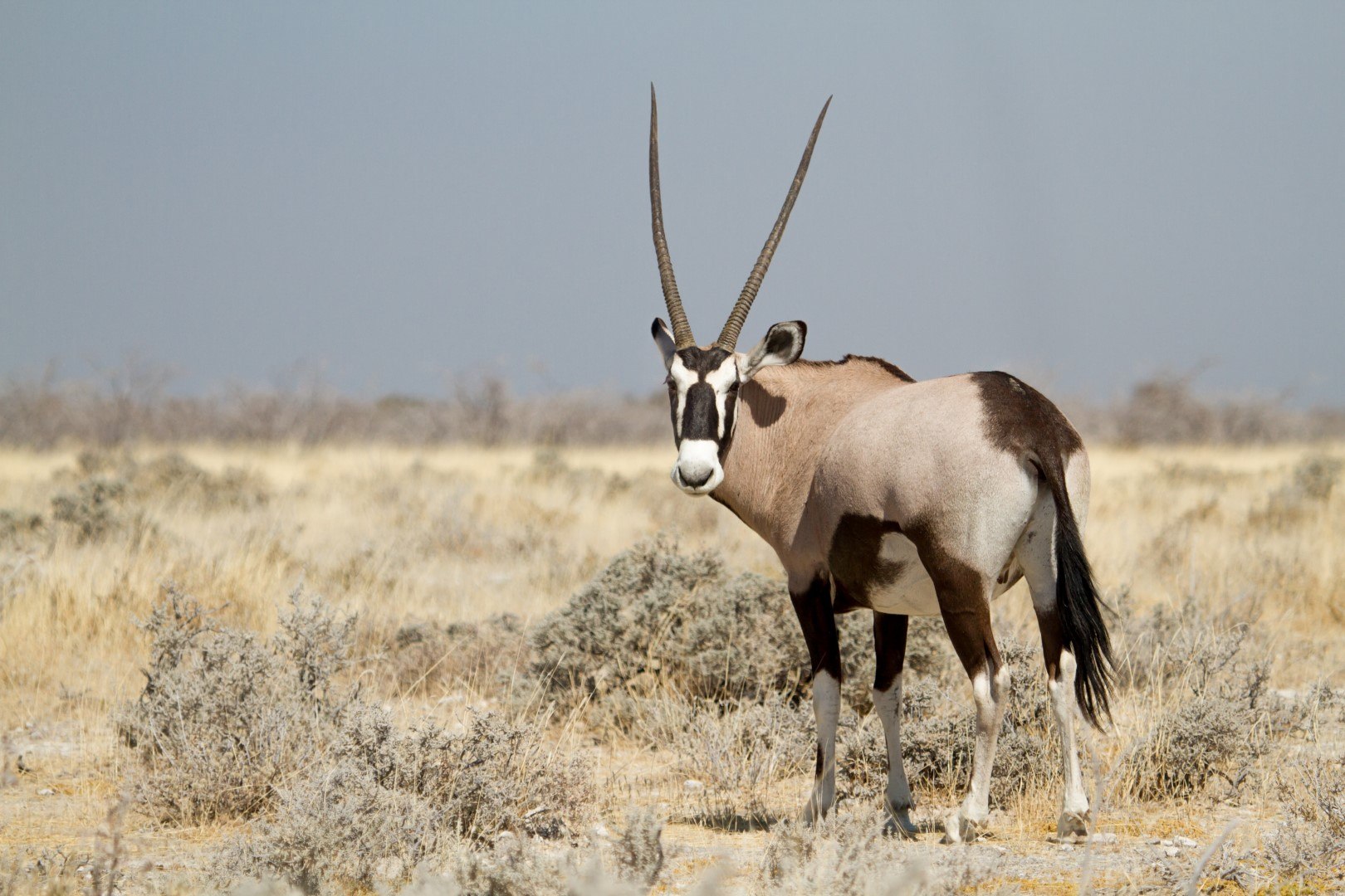 Oryx dans les plaines du Parc national d'Etosha