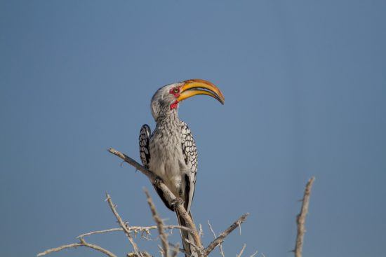 Safari à Etosha et Calao leucomèle au sommet d'un arbre en Namibie.