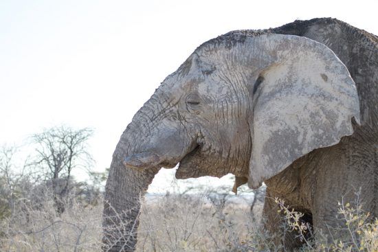 Un éléphant souriant à Etosha en Namibie lors d'un safari Big 5.