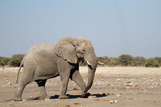 Safari à Etosha et éléphant, Big 5 africain.