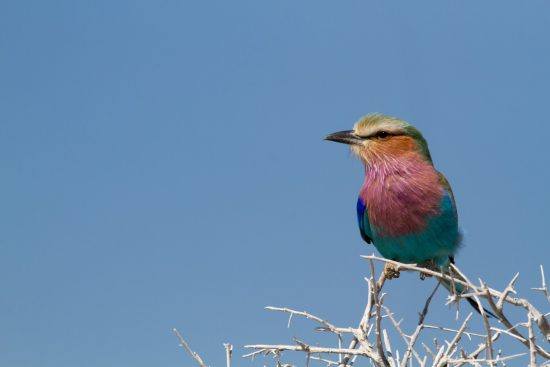 Lilac breasted roller au Parc National d'Etosha, Namibie.