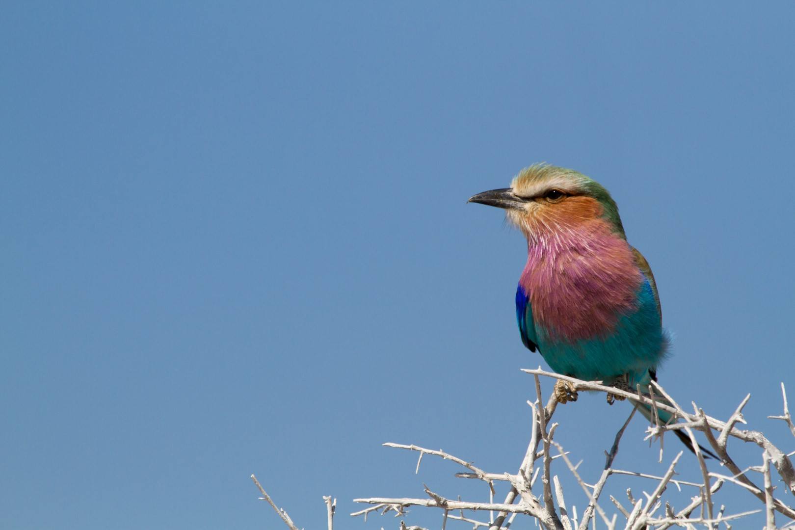 Ein bunter Vogel vor blauem Himmel