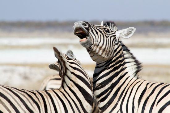 Bataille entre deux zèbres à Etopsha en Namibie.