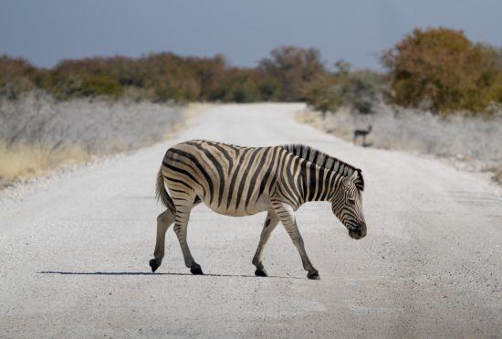 Zèbre traversant la route dans la Parc National d'Etosha en Namibie.