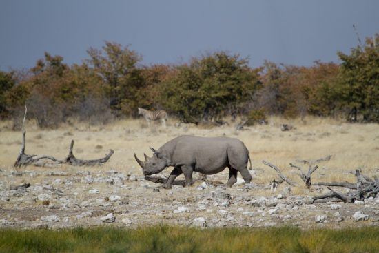 Rhinocéros noir dans le Parc National d'Eotsha en Namibie.