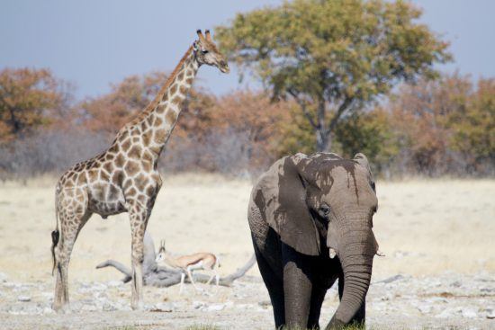 Safari à Etosha et panorama avec girafe et éléphant près d'un point d'eau.