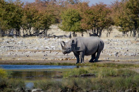 Rhinocéros noir en Namibie, safari à Etosha