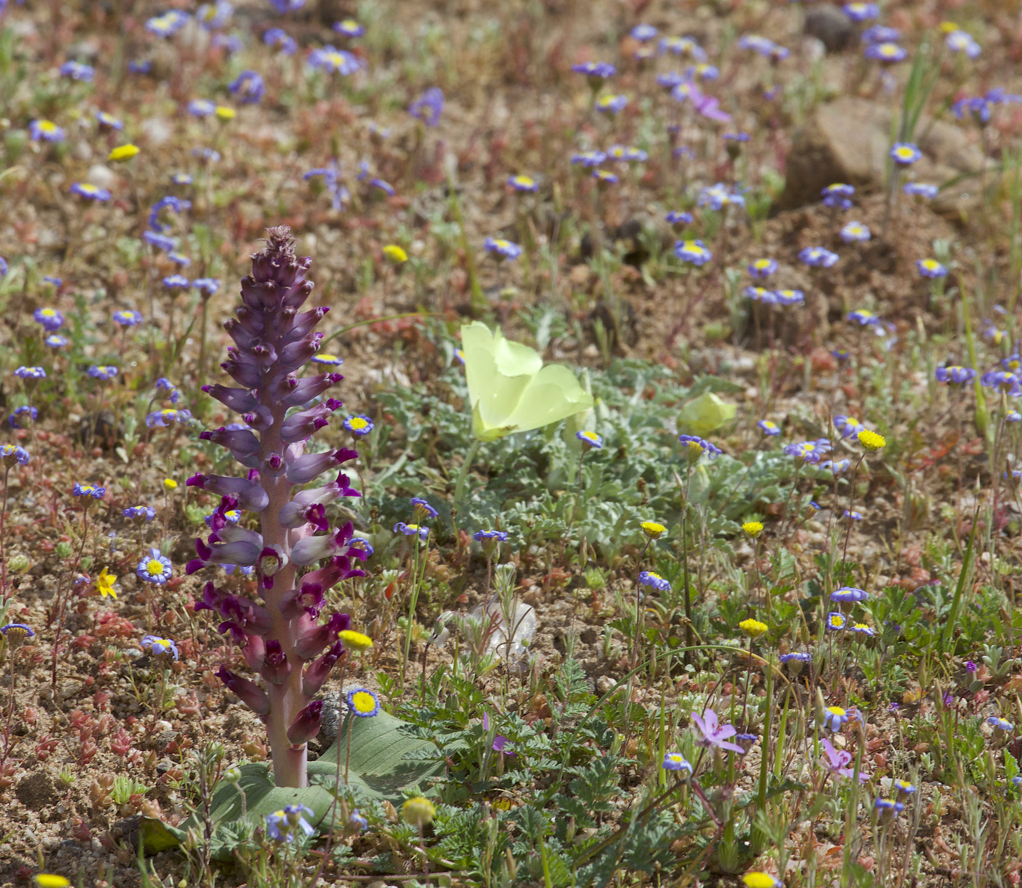 Wild flowers growing in the Cape