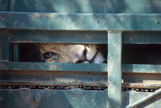 Lion dans une cage direction une réserve de chasse. Image du documentaire "Blood Lions'.