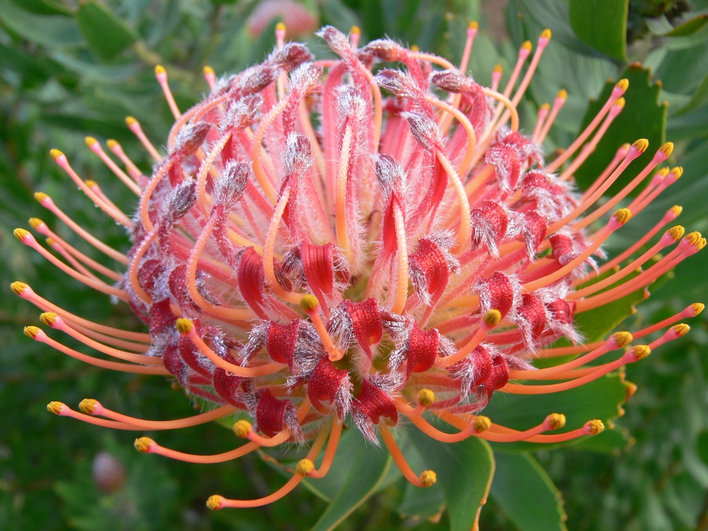 Wild flowers growing in the Cape