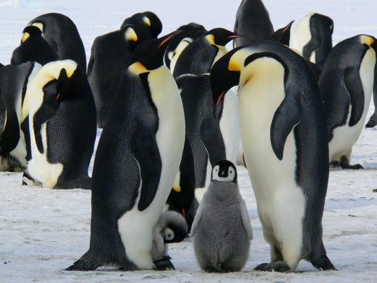 El pingüino emperador, el más grande de entre todas las especies