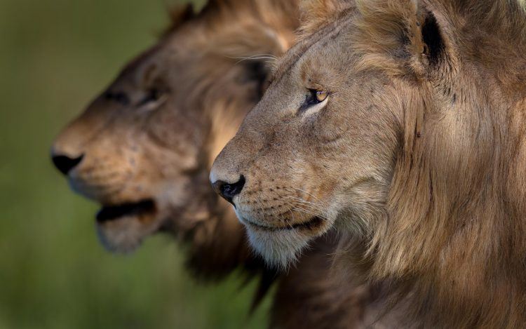 Portrait of two male lions