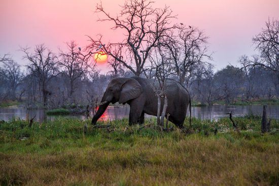 Ein Elefant schreitet bei Sonnenuntergang durchs Okavango Delta