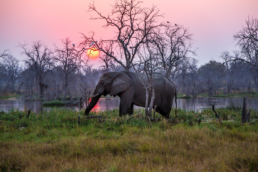 Elefante caminha durante um icônico pôr do sol africano