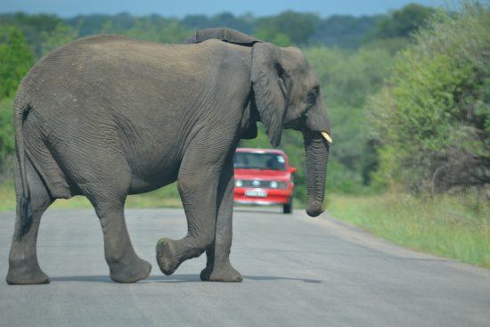 Elefante cruzando la calzada en el Parque Nacional Kruger