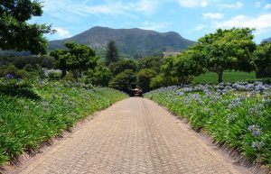 klein-constantia-wine-farm-cape-town-south-africa