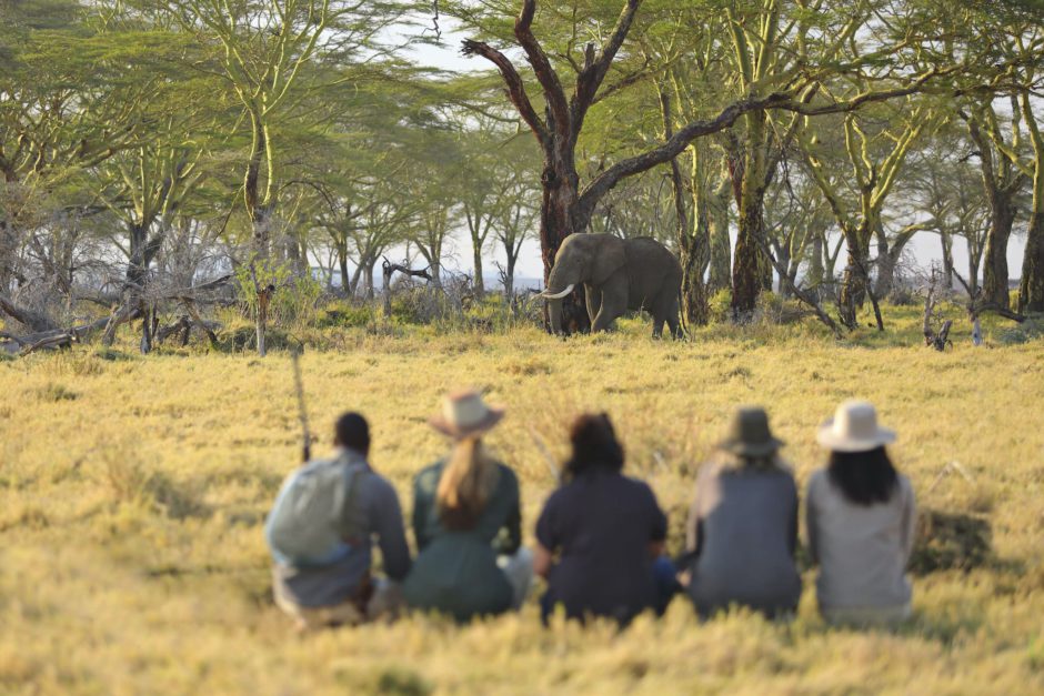 Assistir a um elefante passar é uma experiência respeitável