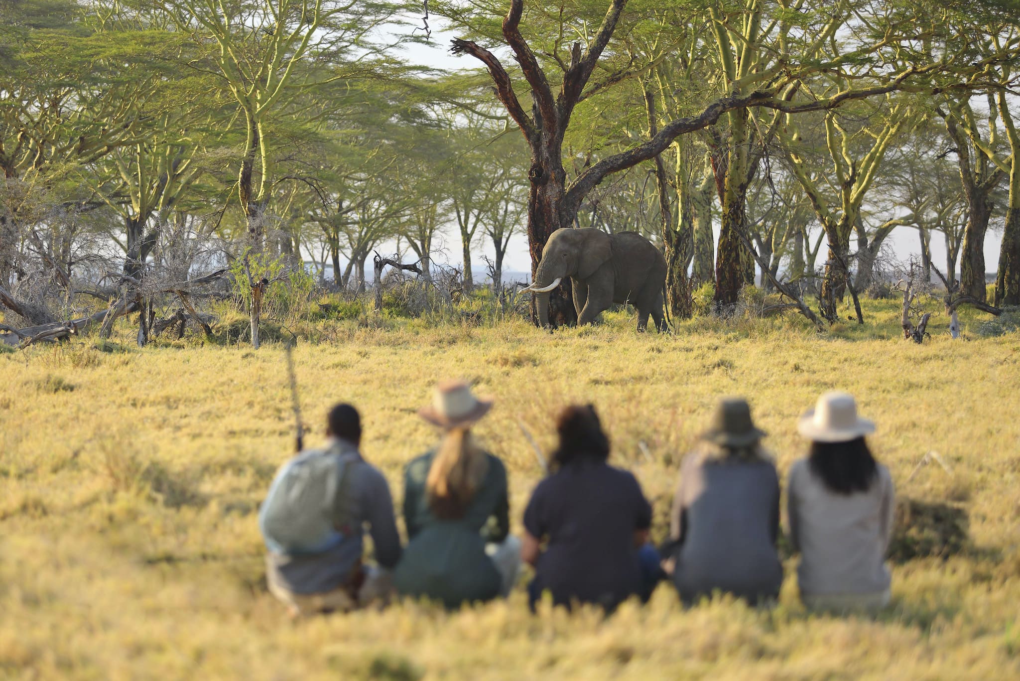 Elephant walking past a group on a walking safari