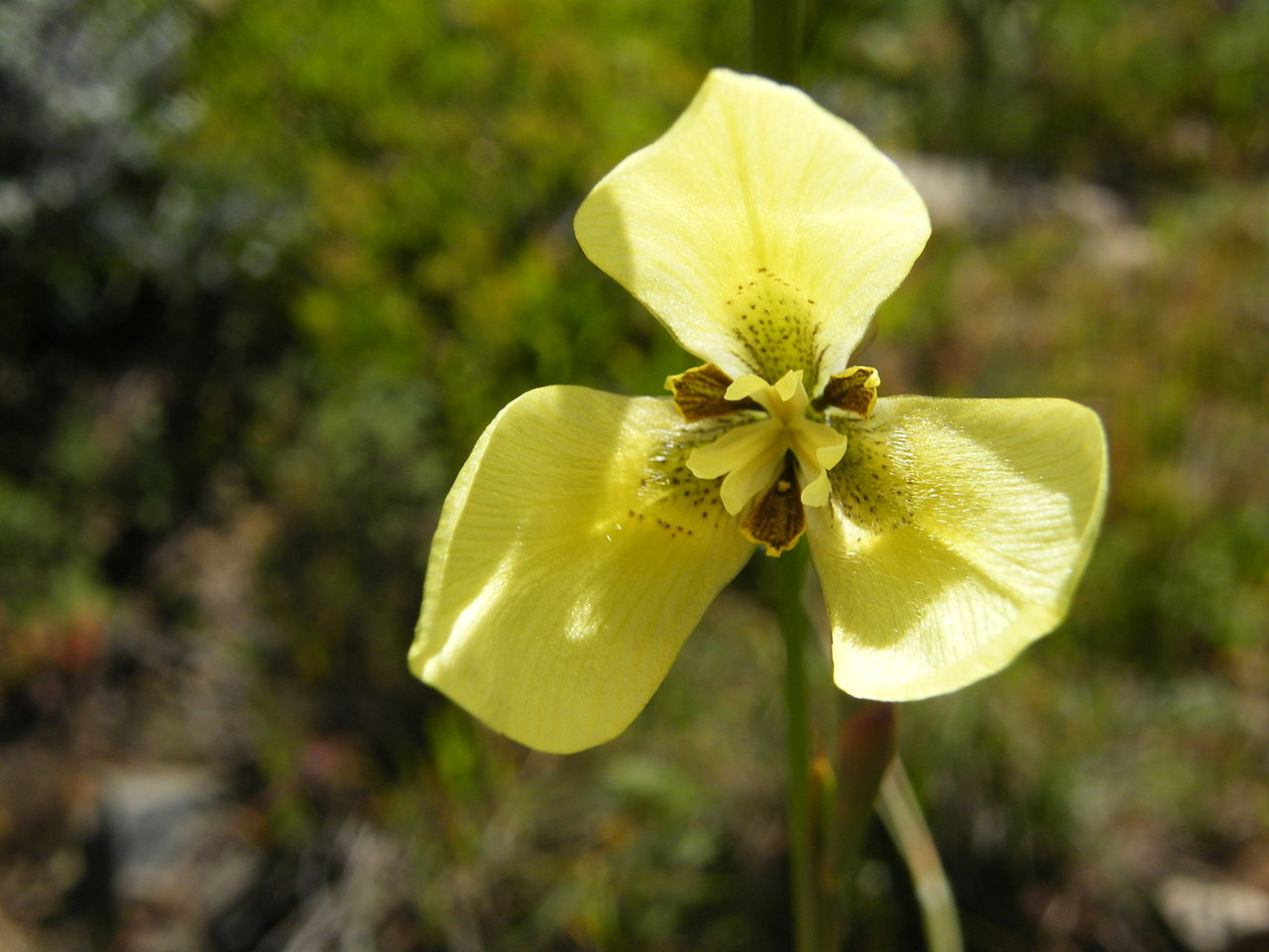 Wild flowers growing in the Cape