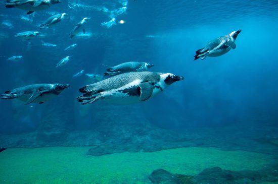 Los pingüinos, auténticos expertos bajo el agua