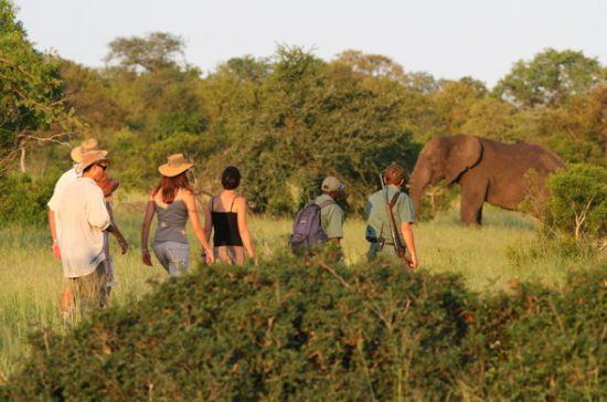 Experiência de safári a pé no Plains Camp