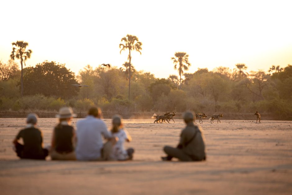 Gäste beobachten Afrikanische Wildhunde in freier Wildbahn