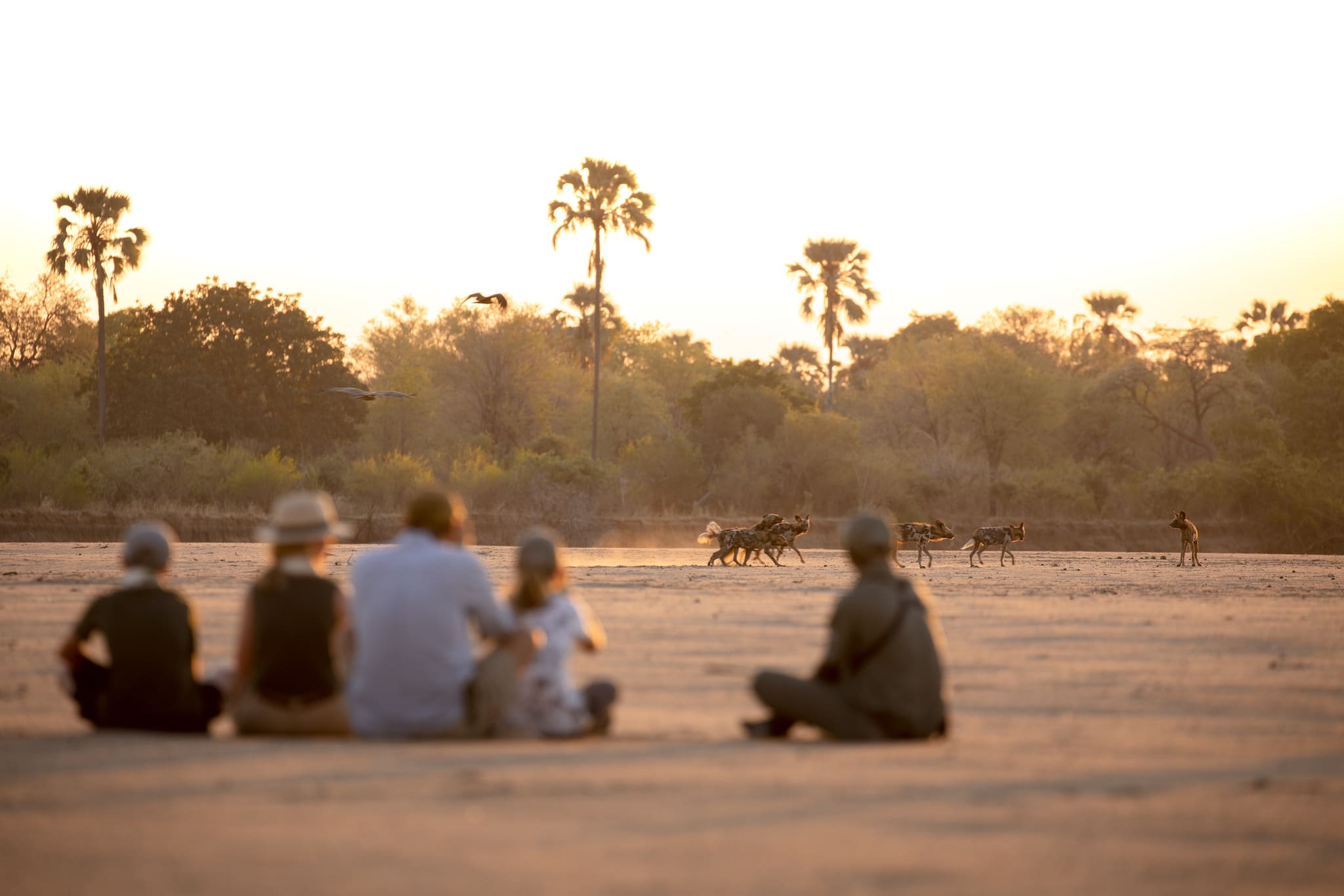 Walking safari in South Luangwa