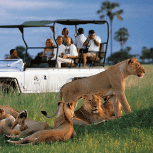 Observa a manadas de leones en vehículos de safari