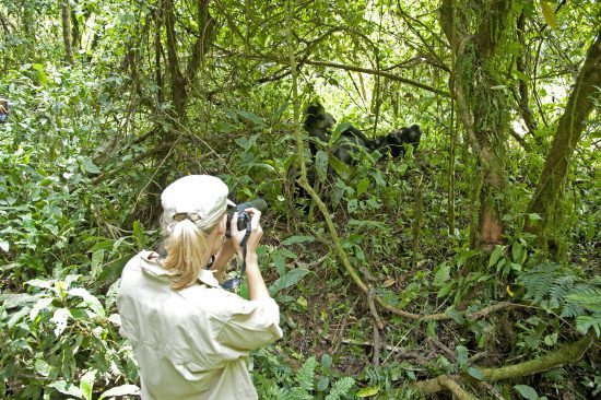 Ahora es posible visitar a los gorilas en su hábitat natural y contribuyendo a su conservación