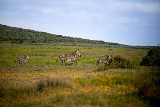 Cederberg | Flower Route